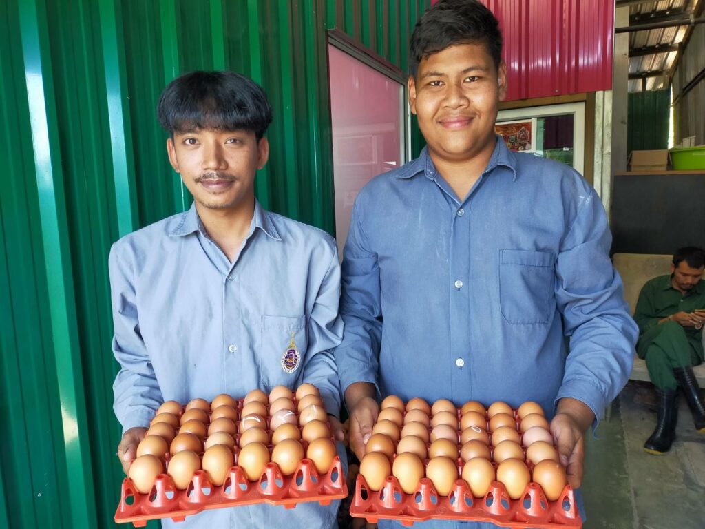 ไข่ไก่